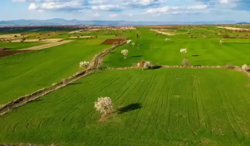 Yozgat'ın Doğal Hazinesi: Ebegümeci Bin 500 Farklı Türüyle Dikkat Çekiyor!